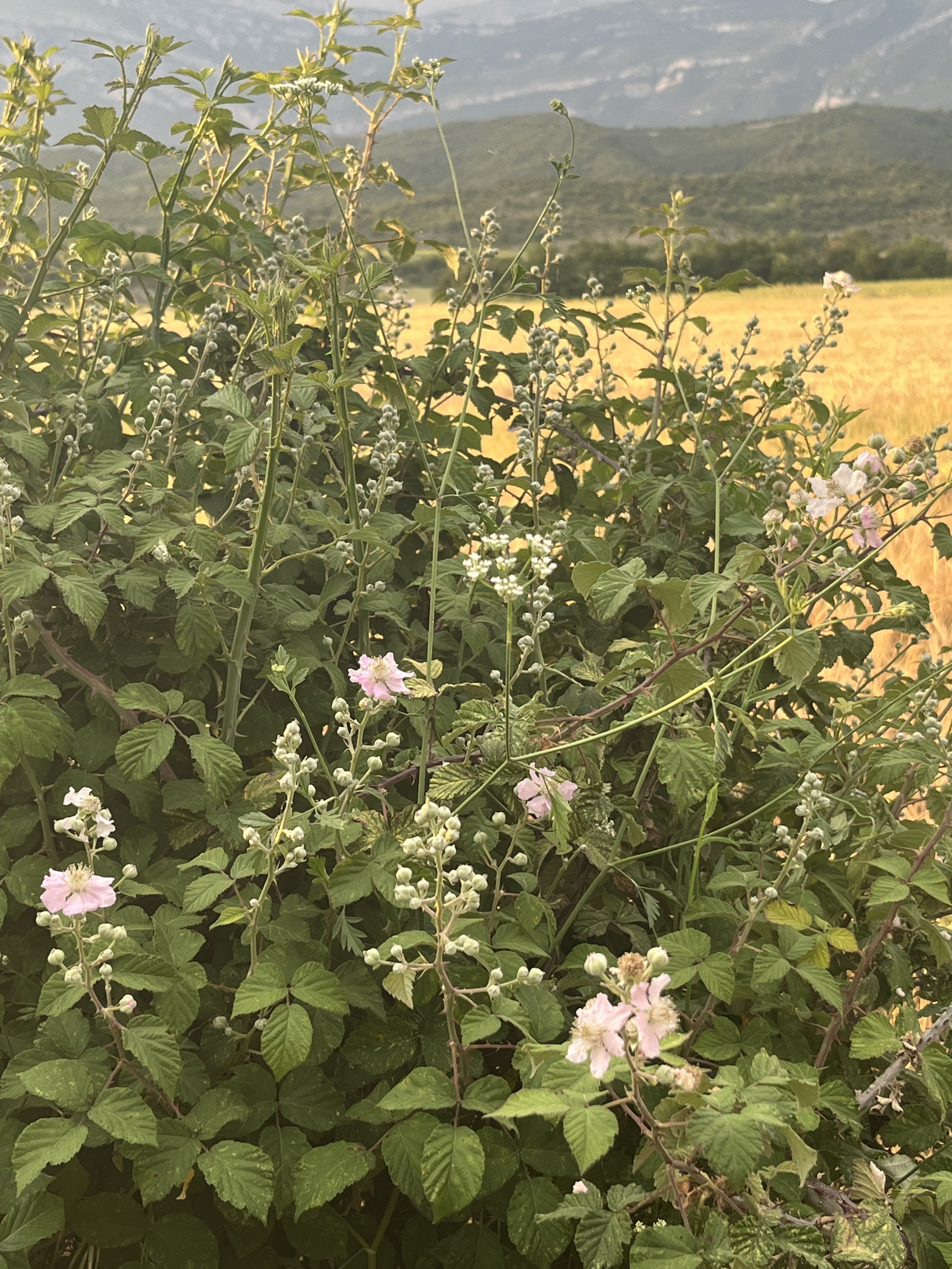 Wildflower trail near Casa Baraona